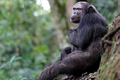 Chimpanzé dans la forêt de Nyungwe - Rwanda