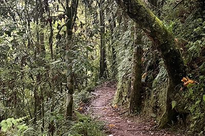 Forêt de Nyungwe - Rwanda