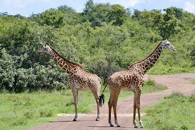 Girafes dans le parc de l'Akagera - Rwanda