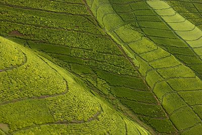 Plantations de thé - Rwanda