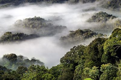 Parc national de Nyungwe - Rwanda