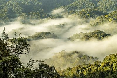 Nyungwe - Rwanda