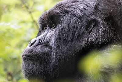 Volcanoes Virunga Lodge - Parc National des Volcans - Rwanda