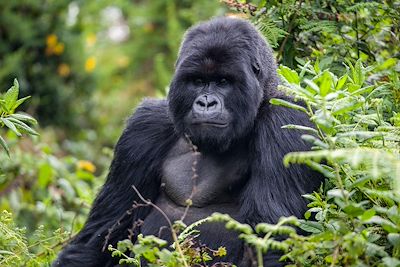 Gorille - Parc national des volcans - Rwanda