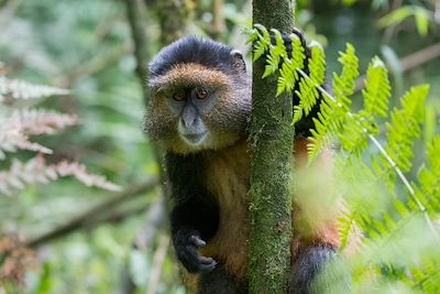 Singe doré - Parc national des volcans - Rwanda