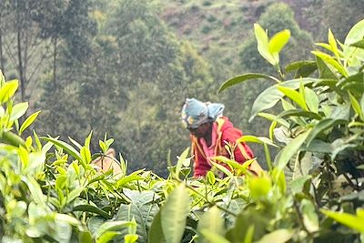 Plantation de thé - Rwanda