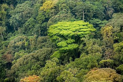 Parc national de Nyungwe - Rwanda