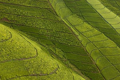 Plantations de thé - Rwanda