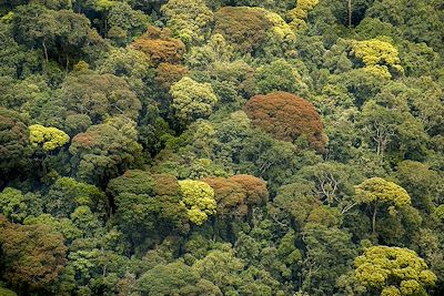 Parc national de Nyungwe - Rwanda