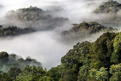 Parc national de Nyungwe - Rwanda