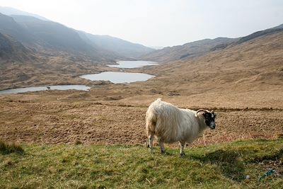 Ile de Mull - Ecosse