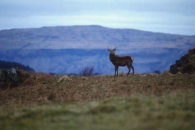 Voyage Les îles sauvages d'Ecosse