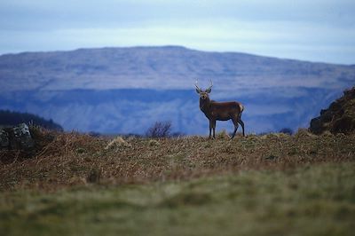 Île de Mull - Ecosse 