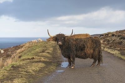 Vache écossaise