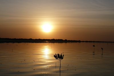 Delta du Sine Saloum - Sénégal