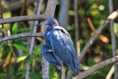 Aigrette bleue - Salvador 