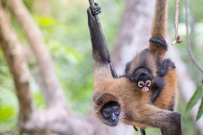 Singe araignée à mains noires - Salvador