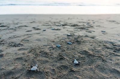 Bébés tortues de mer - Salvador