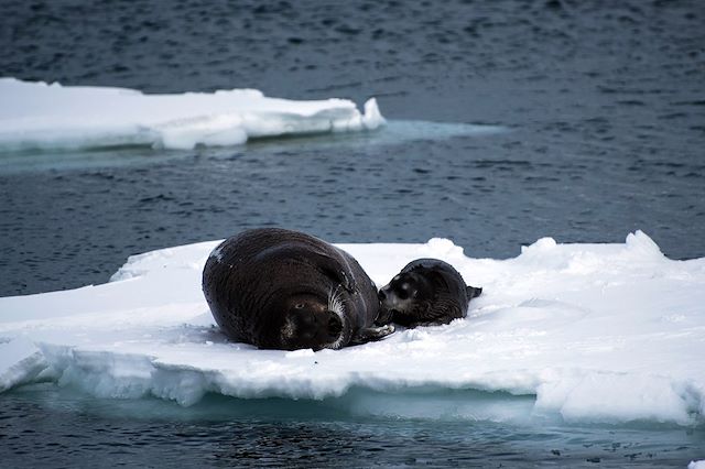 Voyage Dans les glaces du Spitzberg