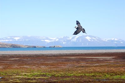 Vue sur l'Isfjord, envol d'un labbe parasite - Spitzberg - Norvège