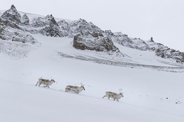 Voyage Découverte active en haut arctique