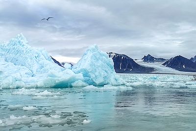 Sterne arctique - Spitzberg - Norvège