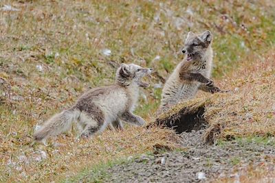 Renards Arctique - Spitzberg - Norvège