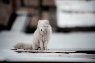 Renard Arctique - Spitzberg - Norvège