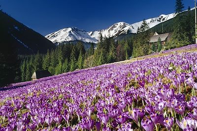 Tatras - Carpates - Pologne