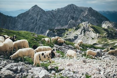 Parc national du Triglav - Slovénie 