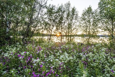 Laponie suédoise en été - Suède