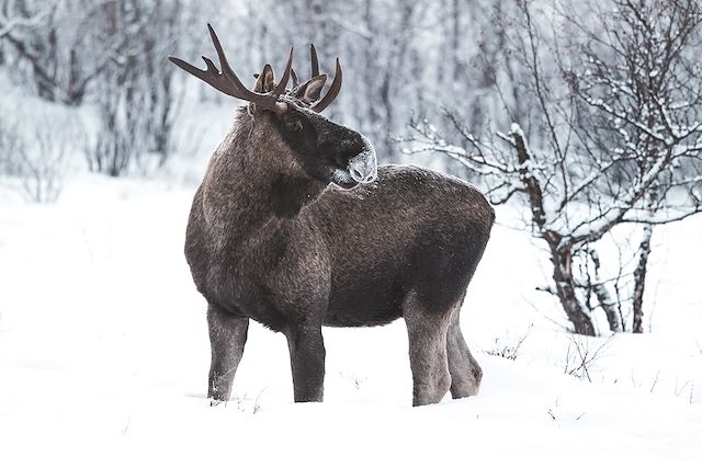 Voyage Les fêtes de fin d'année au pays des Sami