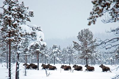 Elans en Laponie Suédoise - Suède