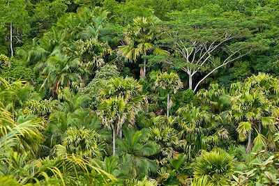 Réserve naturelle de la vallée de Mai - île de Praslin - Seychelles