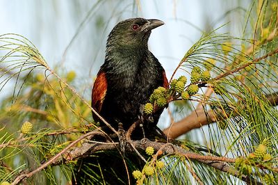 Coucal de Madagascar - Seychelles