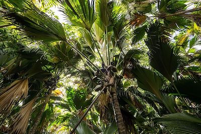 Coco de mer - Vallée de Mai - Praslin - Seychelles