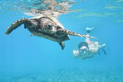 Tortue de mer - Seychelles