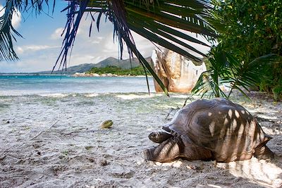 Tortue géante d'Aldabra - Ile de Curieuse - Seychelles