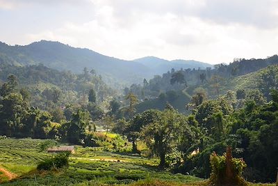 Rizières aux alentours de Chiang Rai - Thaïlande