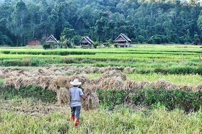 Rizières en Thaïlande