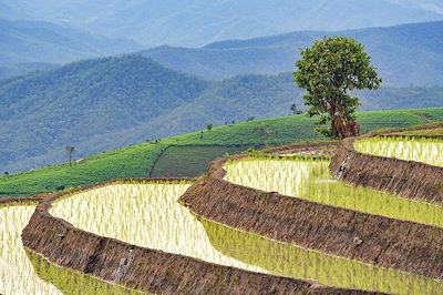 Rizière - Province de Chiang Mai - Thaïlande