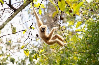 Gibbon - Thaïlande