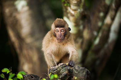 Singe dans le parc national de Khao Sok -Thaïlande