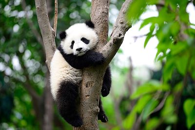 Panda - Chengdu - Chine