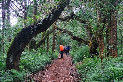 Trek entre Arusha et Machame Hut - Kilimandjaro - Tanzanie