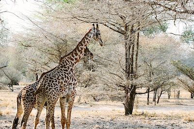 Girafes dans une réserve en Tanzanie 