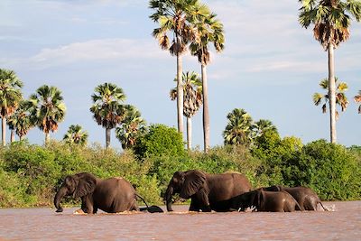 Elephants traversant la rivière Rufiji en Tanzanie