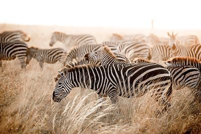 Zèbres dans la savane - Tanzanie