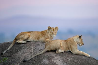 Deux lionnes dans une réserve en Tanzanie 