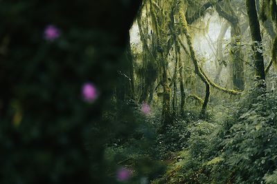 Forêt en Tanzanie 